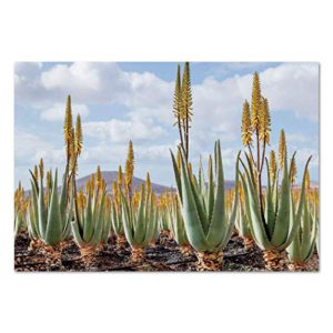 The picture of aloe vera plants.
