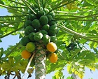 The picture of the Papaya tree.