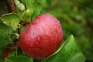 The picture of a ripe and delicious red apple still on the vine.