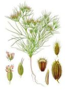 the amazing picture of cumin, still in the plant and stalk form.
