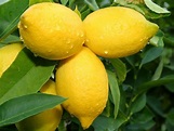 The delicious picture of a lemon still ripening on the vine.