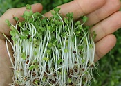 The amazing pictures of broccoli sprouts, held in a hand.