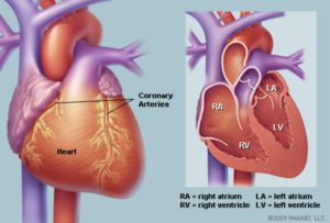 The pictures of heart illustrating the outer image, and the image in half.