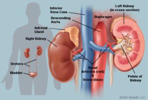 The illustration of the human kidney, showing the outside and inner views.