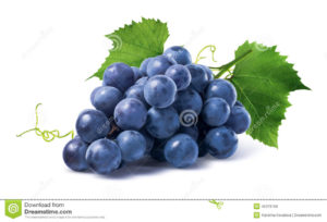 The wonderful picture of grapes illustrated still on a vine.